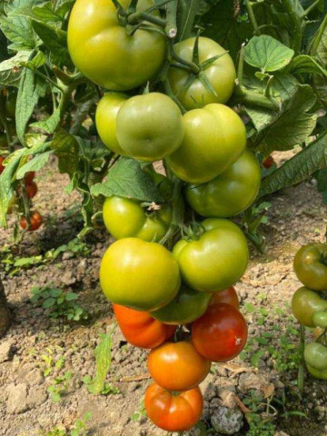 Hayet F1 (500 seminte) tomate timpurii cu crestere nedeterminata, fructe mari rotund-turtite, Sakata - Img 2