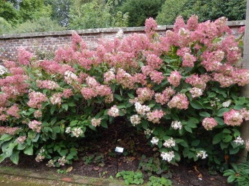 Hortensie Phantom (1 m in ghiveci de 2 L), Hydrangea paniculata, arbust ornamental cu flori grupate in buchete conice, albe, ce devin roz spre toamna - Img 2