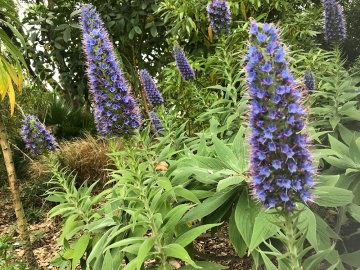 Iarba Sarpelui Madeira (100 seminte) Pride of Madeira - Echium fastuosum, flori melifere albastre, frunze catifelate, Saflax - Img 3