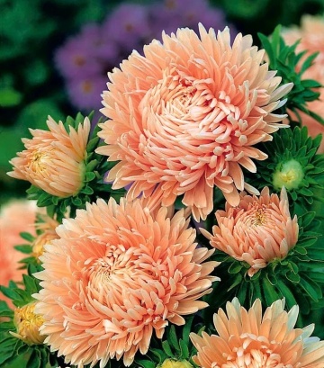 Janka (1 gr) seminte Ochiul Boului Paeony inalt, flori batute roz-somon deschis, Toraf - Img 3