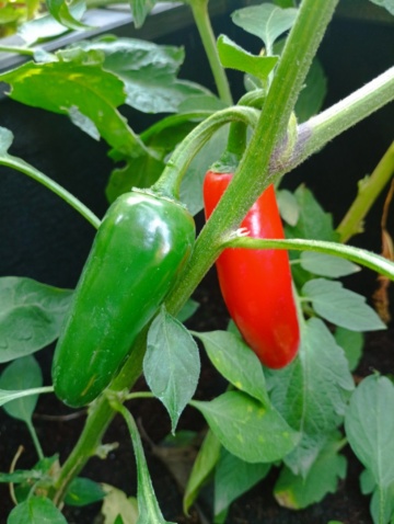 Japo F1 (6 seminte) ardei iute tip Jalapeno, fructe mari, gust extrem de iute, GaraFarm - Img 2