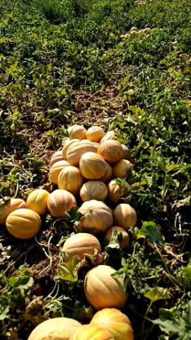 Koral F1 (Coral F1) seminte pepene galben (100 gr) hibrid extratimpuriu tip feliat bulgaresti, Agrotop - Img 3