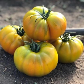 Lacitrine F1 (5 seminte) tomate galbene mari tip Beef, costate, foarte aromate, Seklos