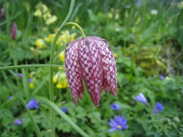 Lalea Pestrita (60 seminte) Schachbrettblume - Fritillaria Meleagris, flori extrem de atractive cu model in carouri, Saflax - Img 3