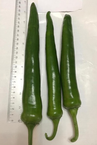 Lapid F1 (100 seminte) ardei iute timpuriu de culoare verde inchis, pentru spatii protejate, Seminis