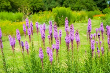 Liatris violet (0.2 gr) planta spic, flori mici, violet purpuriu, Agrosem - Img 3