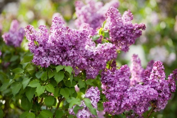 Liliac (100 seminte) Flieder - Syringa vulgaris, arbust ornamental, flori cu efect digestiv, Saflax - Img 2