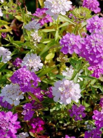 Lilicele (1 g), seminte de flori anuale parfumate Iberis umbellata, colorate in alb, roz si violet, Opal - Img 3