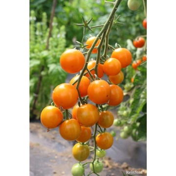 Lillit BIO (30 seminte) tomate cherry portocalii tip Cocktail, gust aromat, ReinSaat