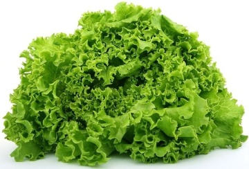 Lollo (5000 seminte drajate) salata creata verde timpurie, potrivita pentru toate sezoanele, Profit Seeds - Img 1