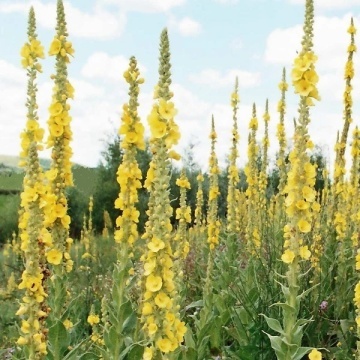 Lumanarica (500 seminte) Large Flowered Mullein - Verbascum densiflorum, planta medicinala cu efect expectorant, antiinflamator, analgezic, Saflax