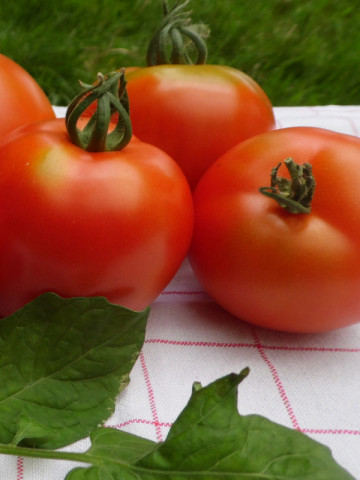 Maestria F1 (10 seminte) de rosii cu fructe de culoare rosu aprins, mari, rotunde, usor crestate, Seklos - Img 1