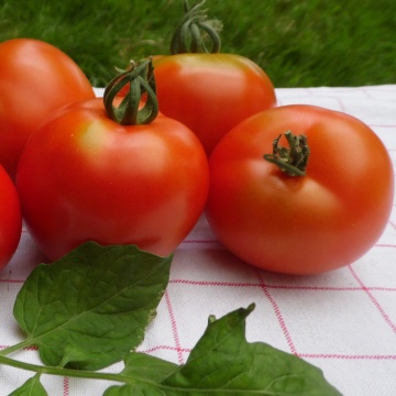 Maestria F1 (10 seminte) rosii cu fructe de culoare rosu aprins, mari, rotunde, usor crestate, Seklos