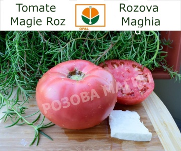 Magie Roz - Rozova Maghia (1500 seminte) rosii roz gigant, soi nedeterminat, gust tradițional, Opal - Img 7