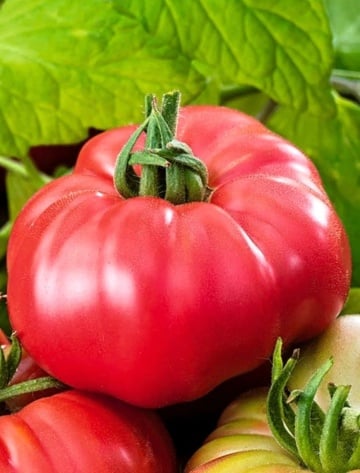 Malinowy Ozarowski (300 seminte) tomate tip Gigant Roz nedeterminate, gust de odinioara tip Beef, origine Polonia