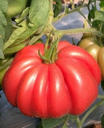 MamiPink F1 (10 seminte) tomate nedeterminate, tip inima de bou roz, Enza Zaden