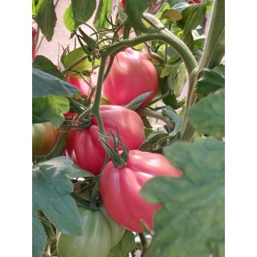 MamiPink F1 (100 seminte) tomate nedeterminate, tip inima de bou roz, Enza Zaden - Img 10
