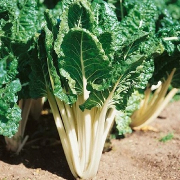 Mangold Duo - Lucullus si Rhubarb Chard (400 seminte) mangold amestec cu tulpini rosii si albe, Kertimag - Img 4