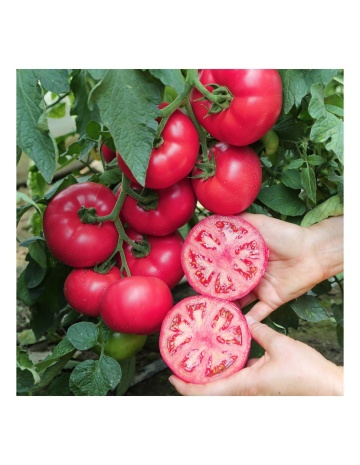 Manistella F1 (500 seminte) tomate de culoare roz, nedeterminate, rezistenta la crapare, Hazera - Img 4