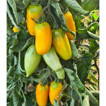 Masaniello F1 (PO9461 F1) (100 seminte) rosii tip San Marzano galbene, semitimpurii nedeterminate, La Semiorto Sementi