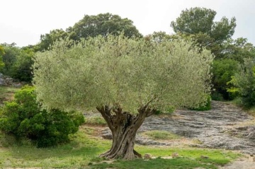 Maslin (20 seminte) Common Olive - Olea europea, arbore decorativ vesnic verde, Saflax - Img 4
