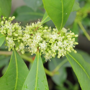 Mate (10 seminte) Yerba Mate - Ilex paraguariensis, planta medicinala cu rol antiinflamator, antioxidant, Saflax - Img 4