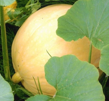 Melonowa Zolta (30 seminte) soi dovleac mediu-timpuriu productiv, PlantiCo - Img 2