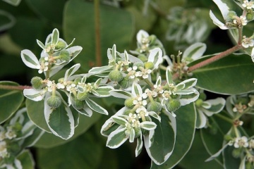 Mountain Snow (120 seminte) Euphorbia Zapada Muntelui, frunze ornamentale bicolore, verde-alb, Seklos - Img 4