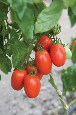 Myrabile (6 seminte) rosii ovale aromate tip Roma, soi nedeterminat extrem de productiv, Sperli - Img 3
