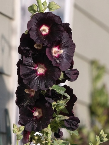 Nalba de Gradina Neagra (100 seminte) Black Hollyhock - Alcea Rosea Nigra, flori mari rosu inchis-negre, Saflax - Img 3