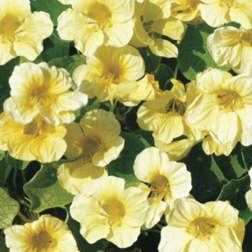 Nasturtium Moonlight (25 seminte) Condurul Doamnei urcator flori galbene, inflorire abundenta, Seklos - Img 1