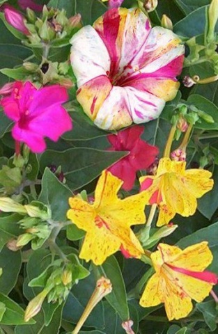 Noptite Mix (30 seminte) flori Mirabilis mix Barba-Imparatului (Mirabilis jalapa) Agrosem - Img 4