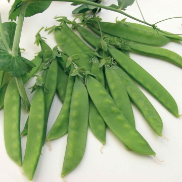 Norli (20 gr) mazare de gradina soi timpuriu, pastai comestibile dulci, Seklos