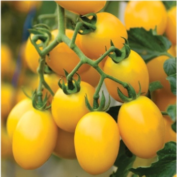 Nugget F1 (10 seminte) tomate cherry ovale galben-portocalii, nedeterminate, hibrid german, Sekluva - Img 1