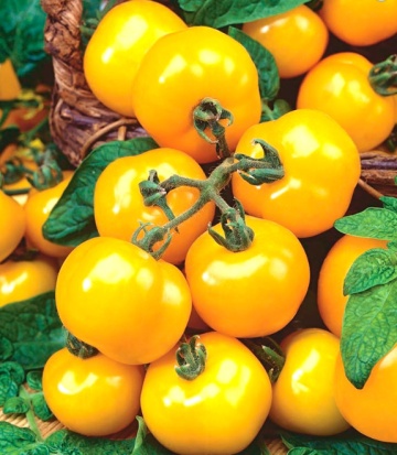 Ola Polka (30 seminte) tomate cherry galbene determinate, pentru sere, ghivece, camp, Seklos
