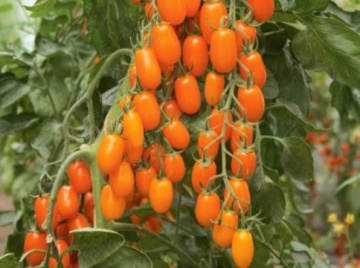 Ormato (6 seminte) rosii cherry BIO tip mini-San Marzano, nedeterminate de culoare portocalie, Sperli - Img 2