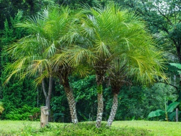Palmier Curmal pitic (25 seminte) Pigmy Date Palm - Phoenix roebelenii, crestere lenta, ideal pentru ghiveci, Saflax - Img 5
