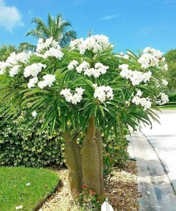 Palmier de Madagascar (10 seminte) Madagascar Palm - Pachypodium lamerei, planta suculenta asemanatoare palmierului, flori albe superbe, Saflax - Img 4
