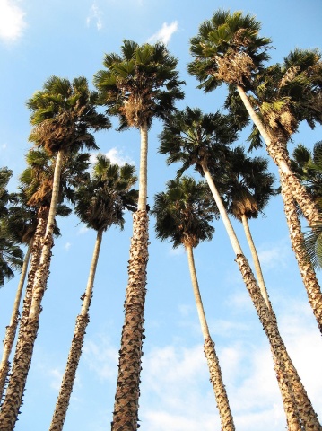 Palmier Mexican (12 seminte) Washingtonia Cotton Palm - Washingtonia robusta, crestere rapida, silueta frumoasa, subtire, Saflax - Img 2