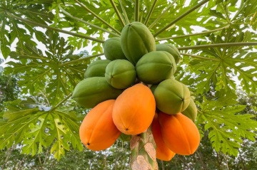 Papaya (30 seminte) Melon Tree - Carica papaya, flori parfumate, fructe delicioase, Saflax - Img 8
