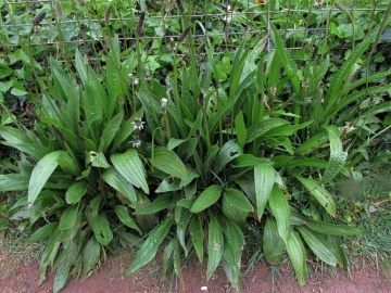 Patlagina (100 seminte) English Plantain - Plantago lanceolata, planta medicinala cu efect antiinflamator, Saflax - Img 2