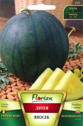 Pepene Verde Janosik - 2 gr - Seminte de Pepene Verde cu Miez Galben Soi Polonez de la Florian - Img 3
