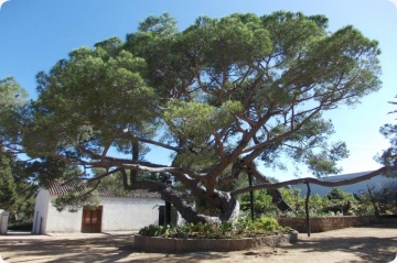 Pin Mediteranean (6 seminte) Stone Pine - Pinus pinea, ace moi, culoare verde inchis, Saflax - Img 3