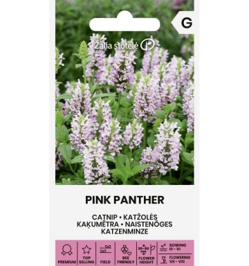 Pink Panther (30 seminte) Nepeta perena cu flori roz, inflorire abundenta, Seklos - Img 3