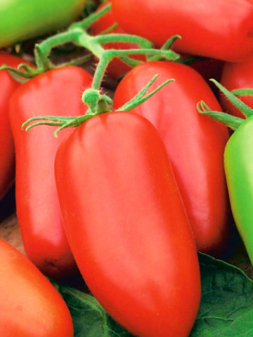 Piramide (90 seminte) tomate lungi semitimpurii in forma de ardei, Agrosem - Img 1