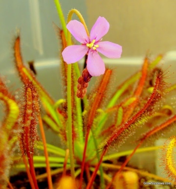 Planta Carnivora - African Sundew (10 seminte) Drosera capensis, ideala pentru atragerea mustelor de fructe, Saflax - Img 7