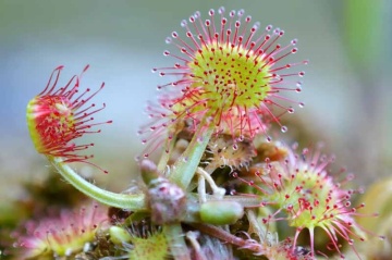 Planta Carnivora - Round-leaved Sundew (10 seminte) Drosera rotundifolia, frunze rotunjite cu tentacule si picaturi parfumate, Saflax - Img 2