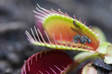 Planta Carnivora - Venus Fly Trap (10 seminte) Dionaea muscipula, frunze mobile, capcane de insecte, Saflax - Img 4