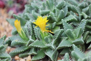 Planta suculenta Falci de Tigru (40 seminte) Tiger Jaw - Faucaria tigrina, frunze carnoase cu spini moi, Saflax - Img 4