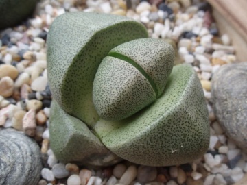 Planta suculenta Granit Viu (40 seminte) Living Granite - Pleiospilos nelii, aspect interesant, flori cu parfum de nuca de cocos, Saflax - Img 5